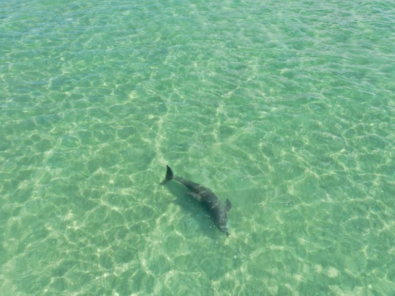A dolphin swimming in clear, shallow green water with visible ripples.