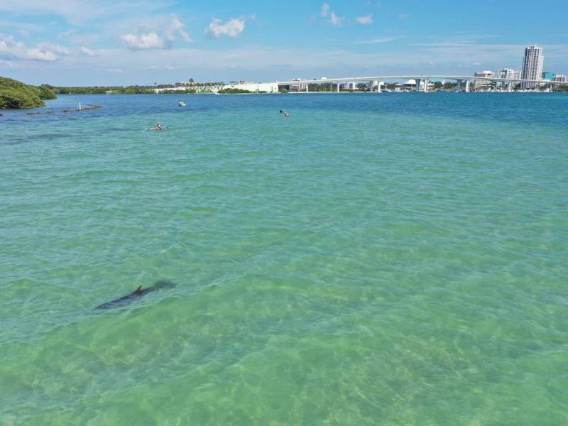 Dolphin fin visible in clear turquoise waters with distant city skyline.