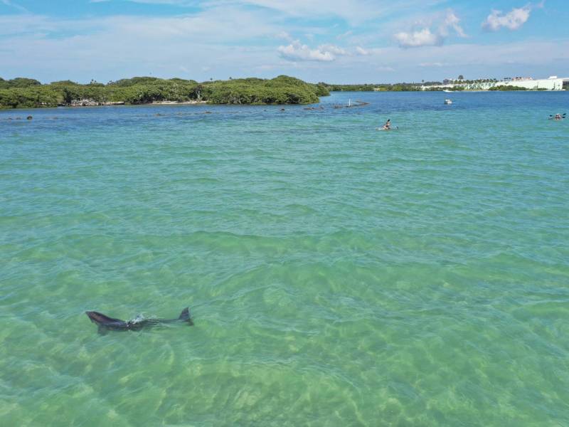 Aerial view of a shark swimming near the surface in clear green water with distant kayakers.