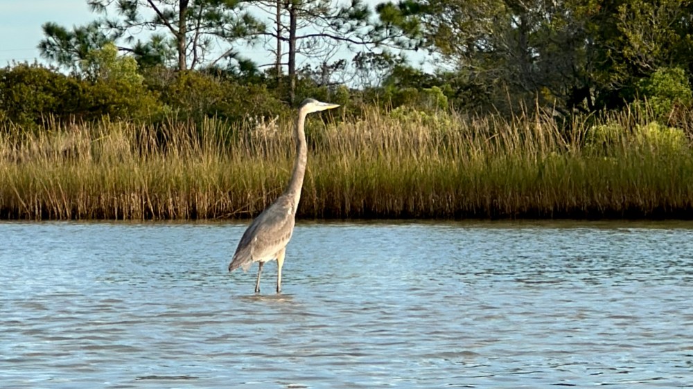 Heron standing in shallow water with tall grasses and trees in the background.