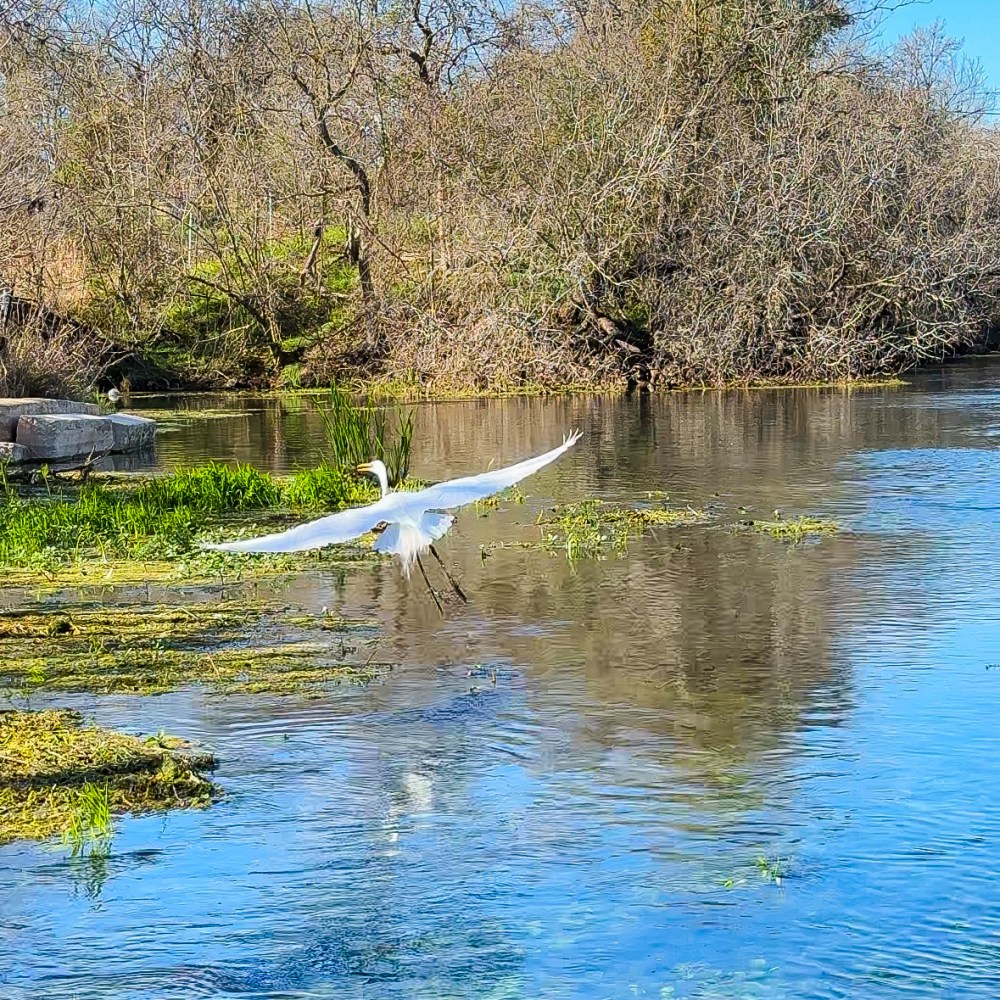 White heron flying over a calm river with trees in the background.