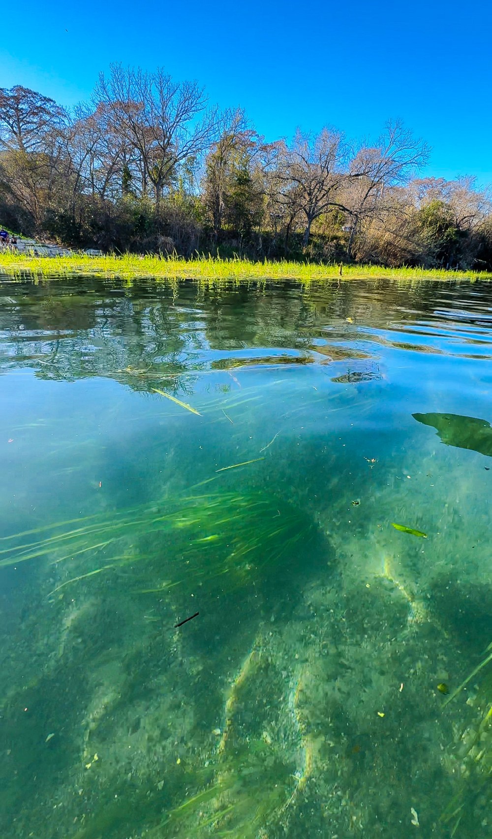 Clear river with underwater plants, trees in background, and blue sky.