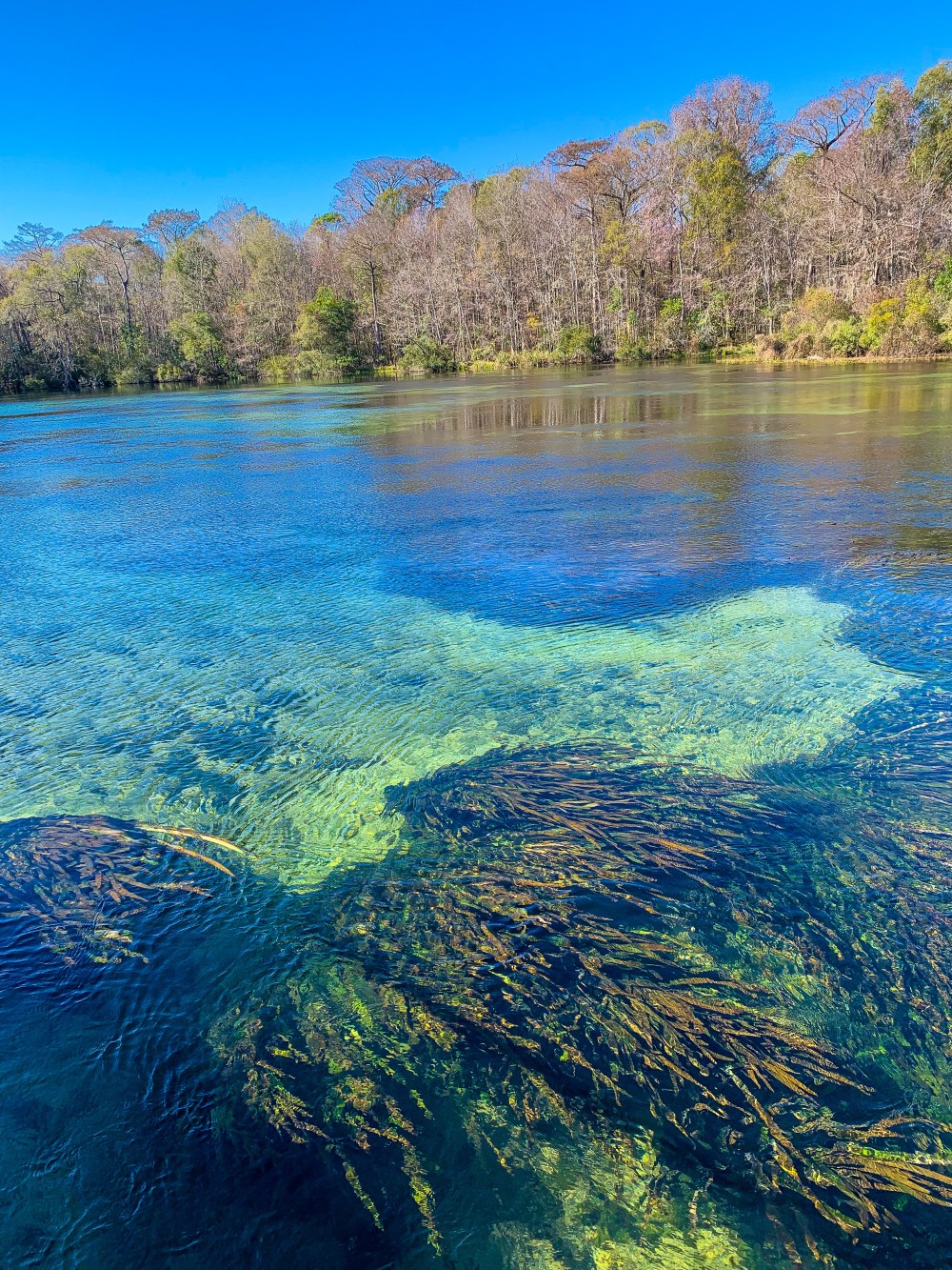 Clear river with visible underwater plants and trees on the far bank under a bright blue sky.