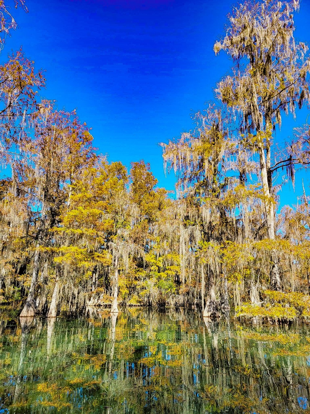 Cypress trees with Spanish moss reflecting in a swamp under a clear blue sky.