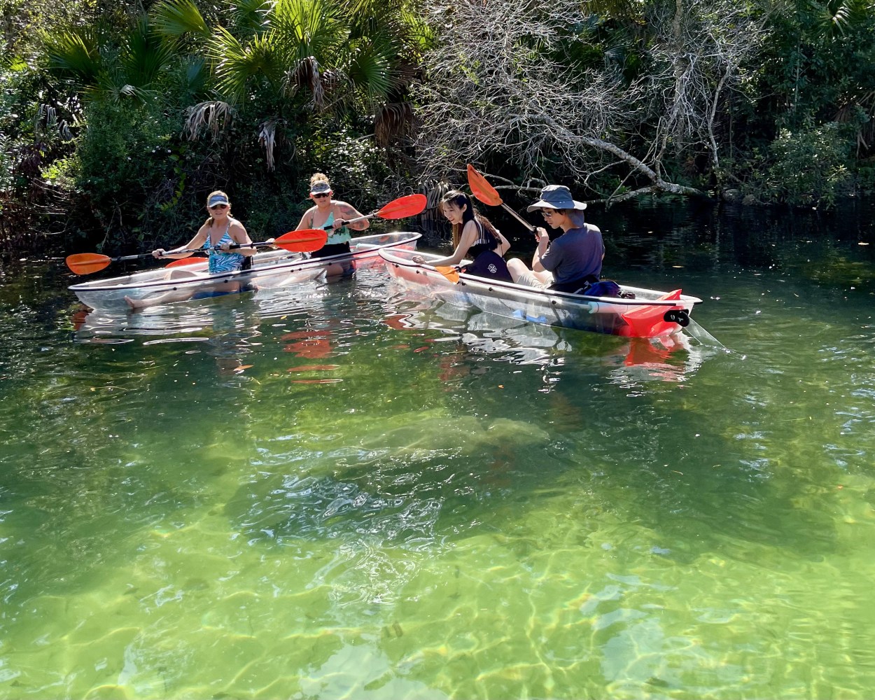 Four people kayaking in clear kayaks on green water, with trees in the background.