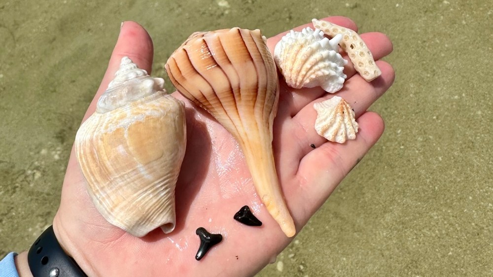 Hand holding various seashells and shark teeth on a sandy beach.