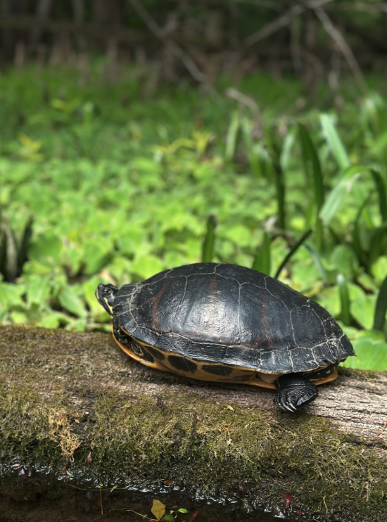 Turtle on a log with green vegetation in the background.