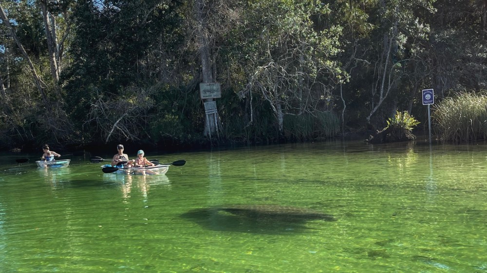 Two kayakers paddle near a submerged manatee in clear, green water by a wooded shoreline.