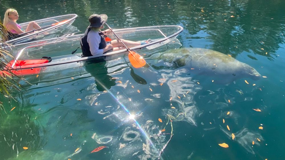 Two people in clear kayaks on a lake next to a manatee visible underwater.