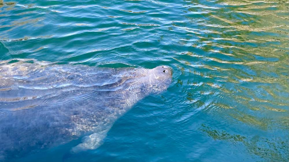 Manatee swimming underwater with head above water in clear blue-green water.