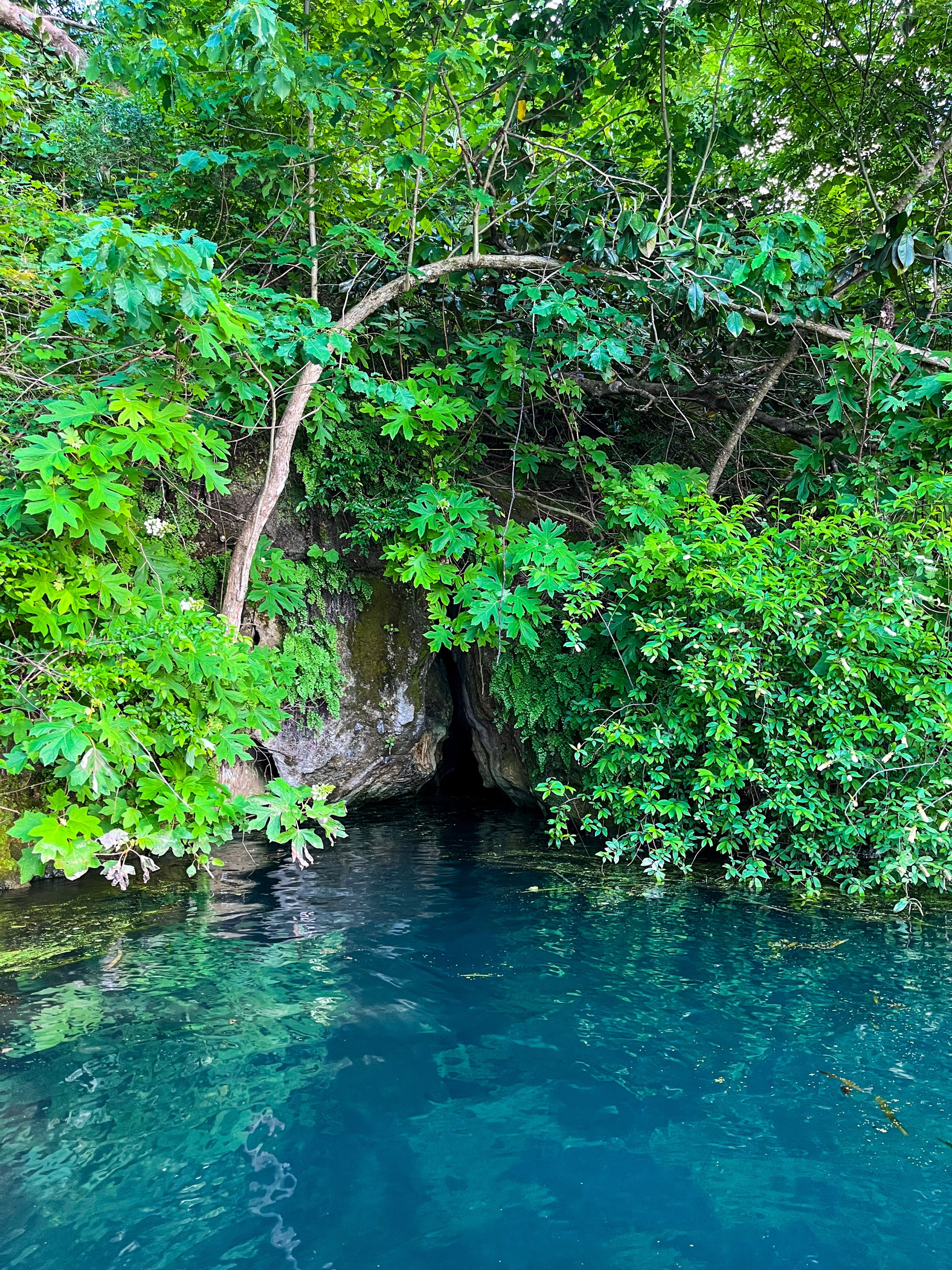 Lush greenery surrounding a narrow cave entrance by clear blue water.