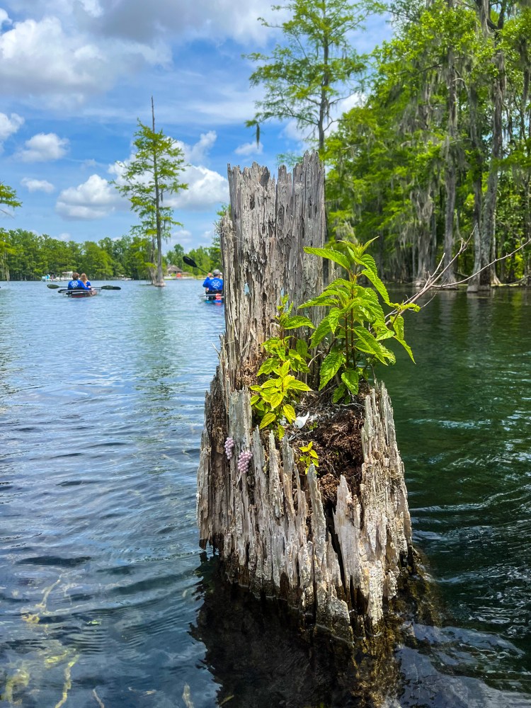 Old tree stump with plants in lake, people kayaking in background under blue sky.
