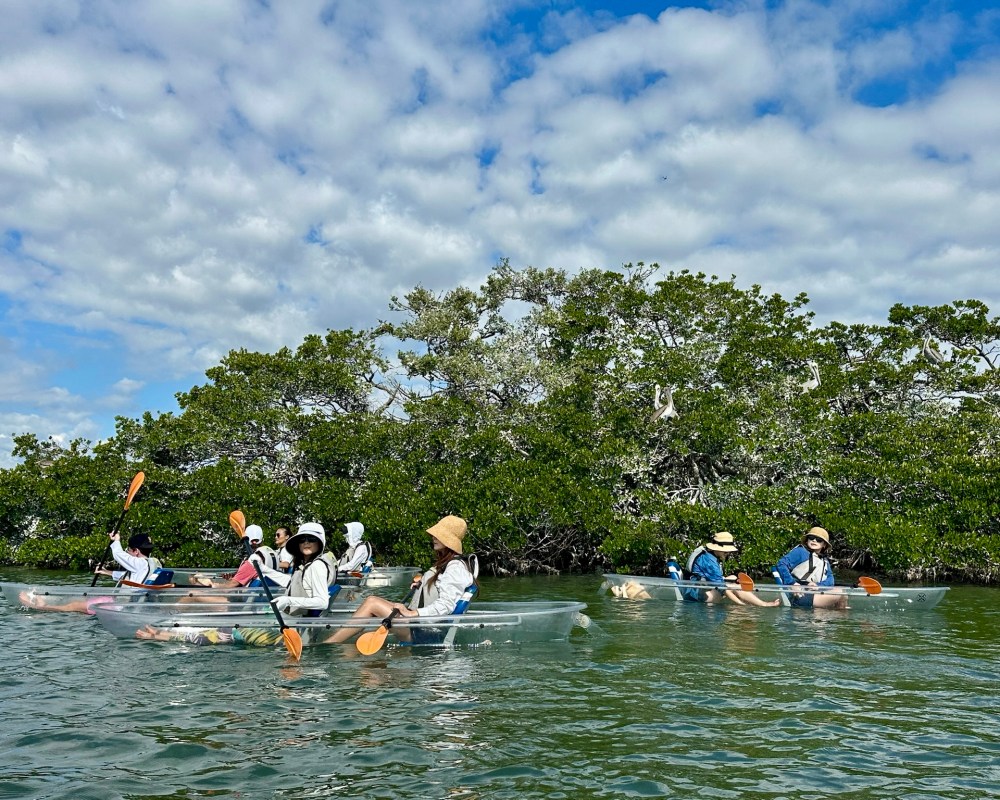 People in clear kayaks paddling near mangroves under a partly cloudy sky.