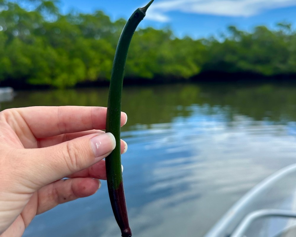 Hand holding a green pod over water with trees in the background.