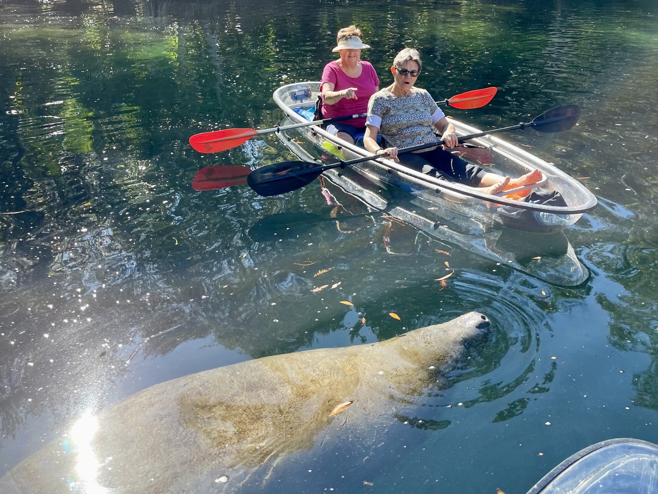 Two people in a clear kayak paddling near a manatee in calm water.