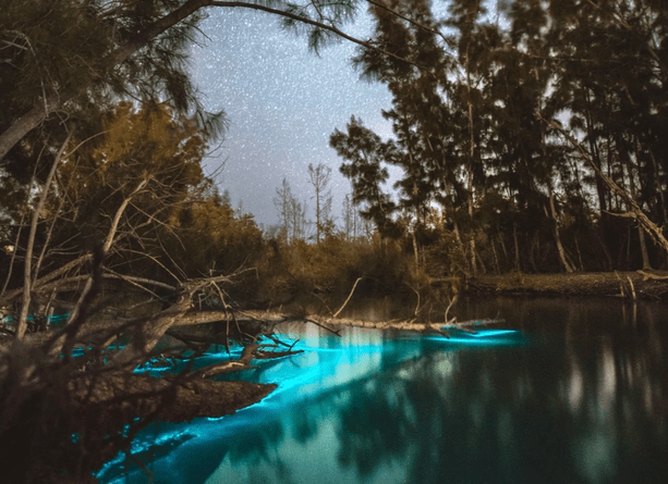 Starry night over a river with glowing blue bioluminescent water and trees on both sides.