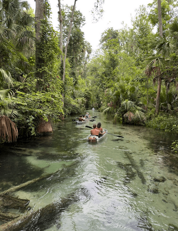 People kayaking in a narrow, leafy river with lush greenery on both sides.