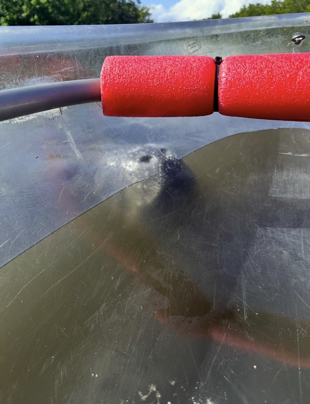 Seal's head visible through plastic window of watercraft with red floatation devices.
