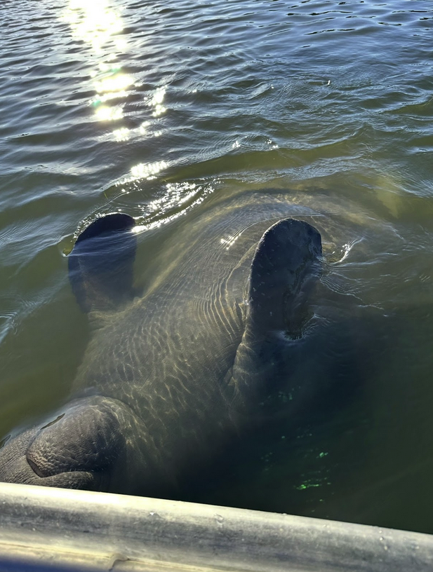 Manatee submerged in water near a boat with sunlight reflections.