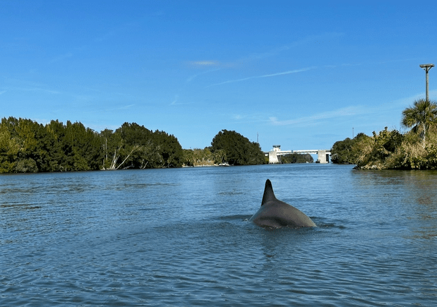 Fin of a marine animal in a river with trees and a bridge in the background under a clear blue sky.