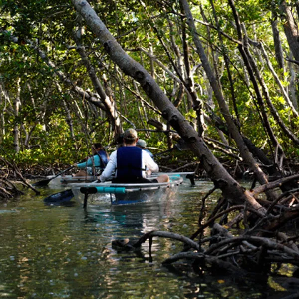 Two people kayaking through a dense mangrove forest.