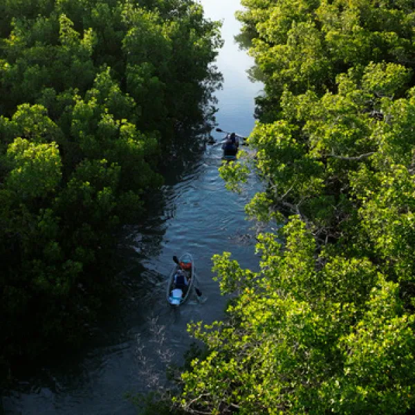 Two kayakers paddling through a narrow waterway surrounded by dense green trees.