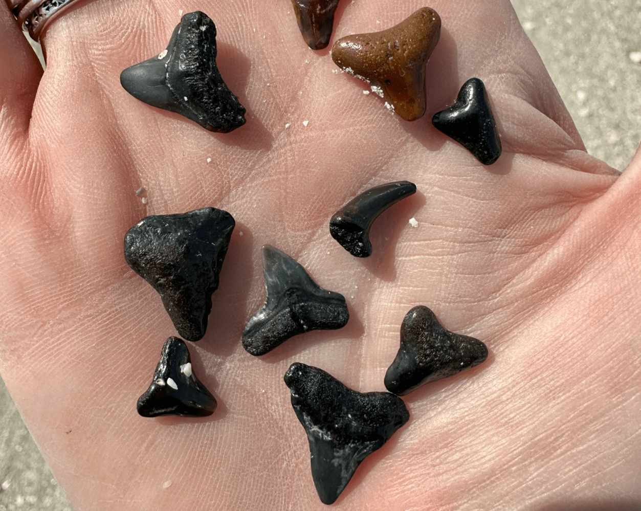 Hand holding several small, dark fossilized shark teeth.