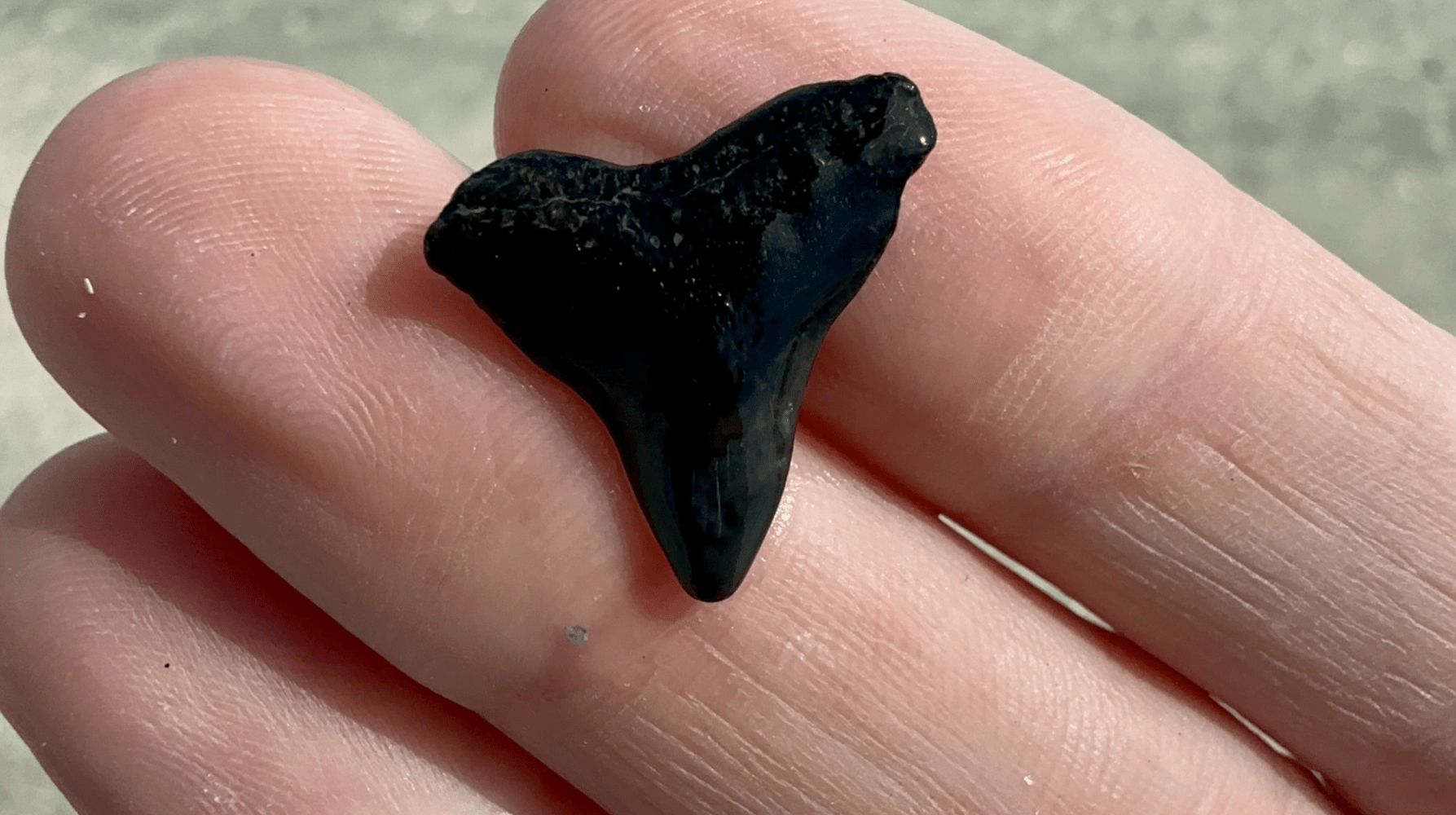 A small, black shark tooth held between fingertips.