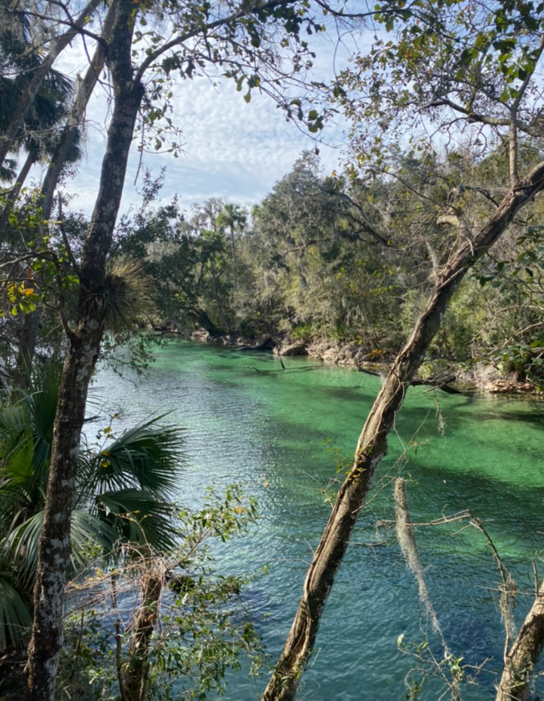 Clear river surrounded by lush trees under a partly cloudy sky.