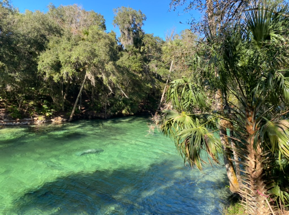 Clear blue stream surrounded by lush green trees and palm vegetation.