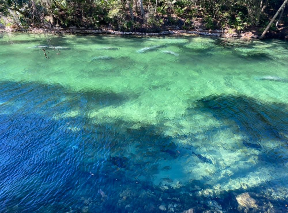 Clear, shallow river with rocks and greenery along the bank.