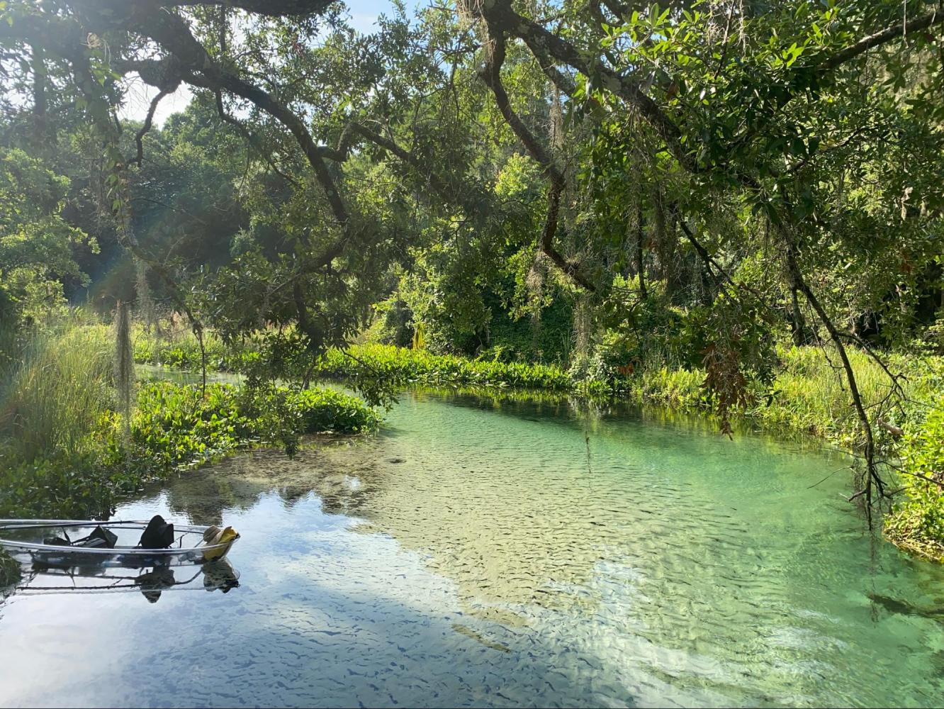 Serene creek with clear water, surrounded by lush greenery and overhanging tree branches.