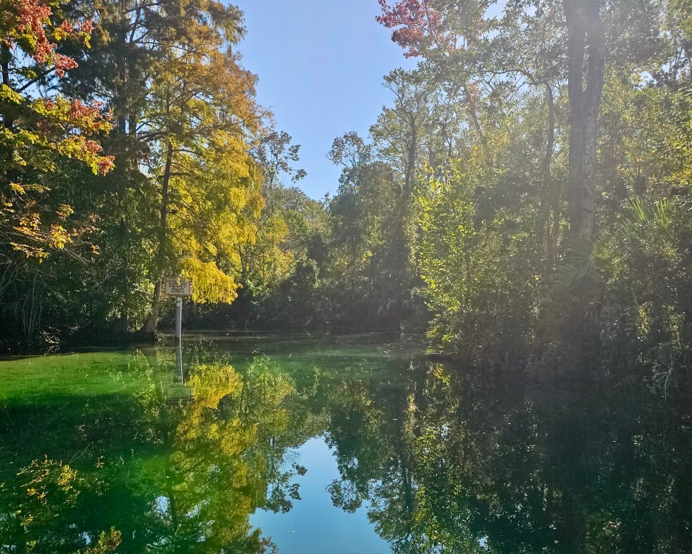Lush trees reflecting on a calm green river under a clear blue sky.