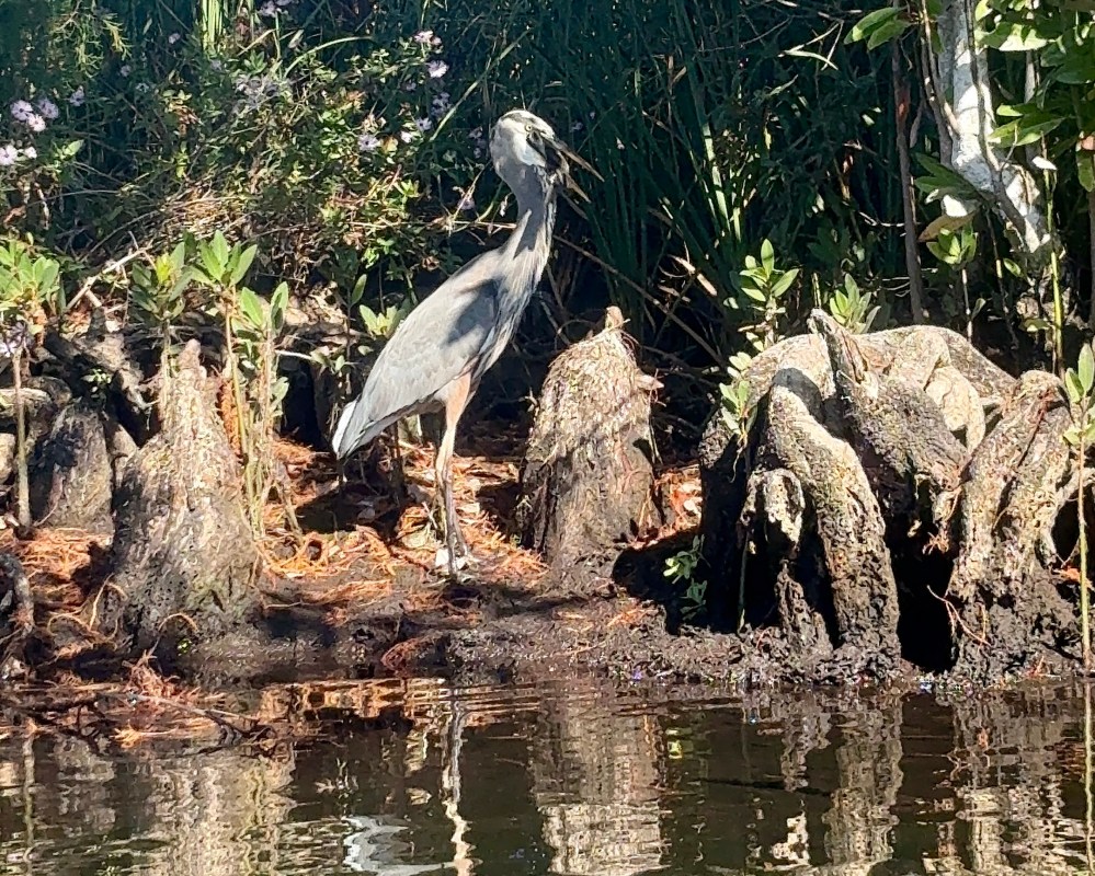 Heron standing on muddy riverbank surrounded by tall grass and plants.