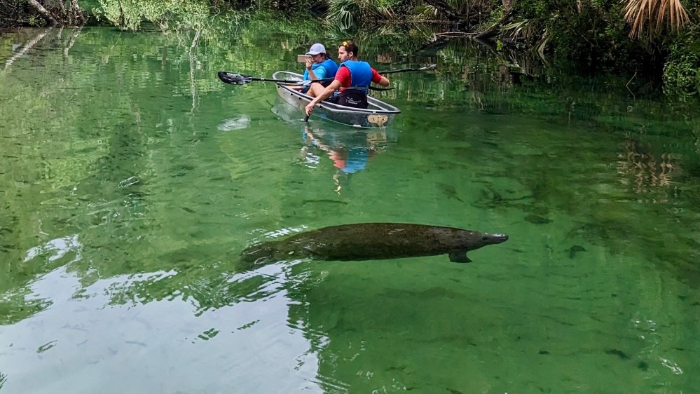 Two people kayaking in clear water with a manatee swimming below.