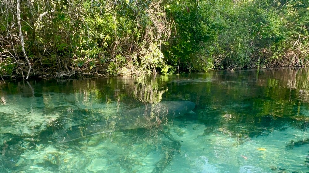 Manatee swimming in clear water surrounded by lush greenery.