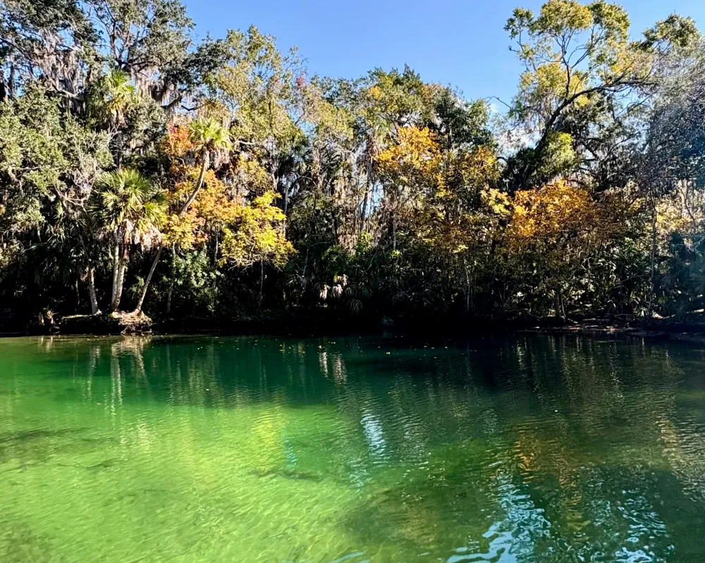 Clear river with green water, bordered by trees with yellow and green leaves.