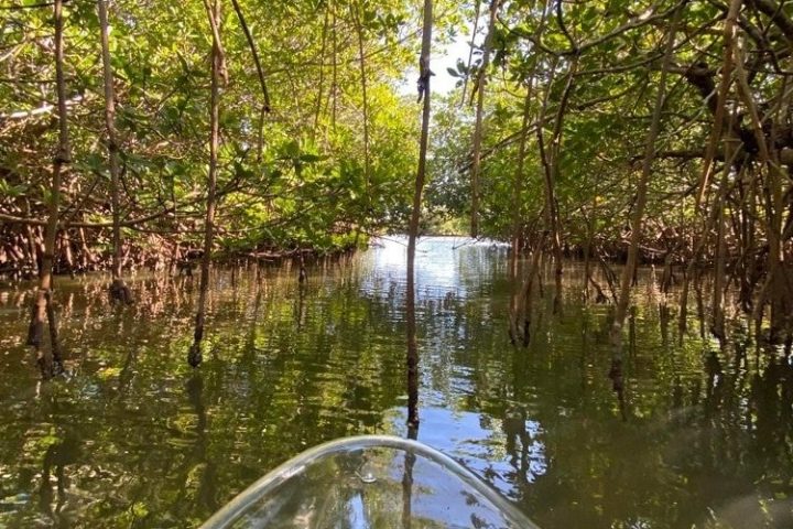 View from a clear kayak navigating through a dense green mangrove forest.