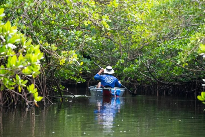 Person kayaking through lush mangrove forest with dense green foliage.