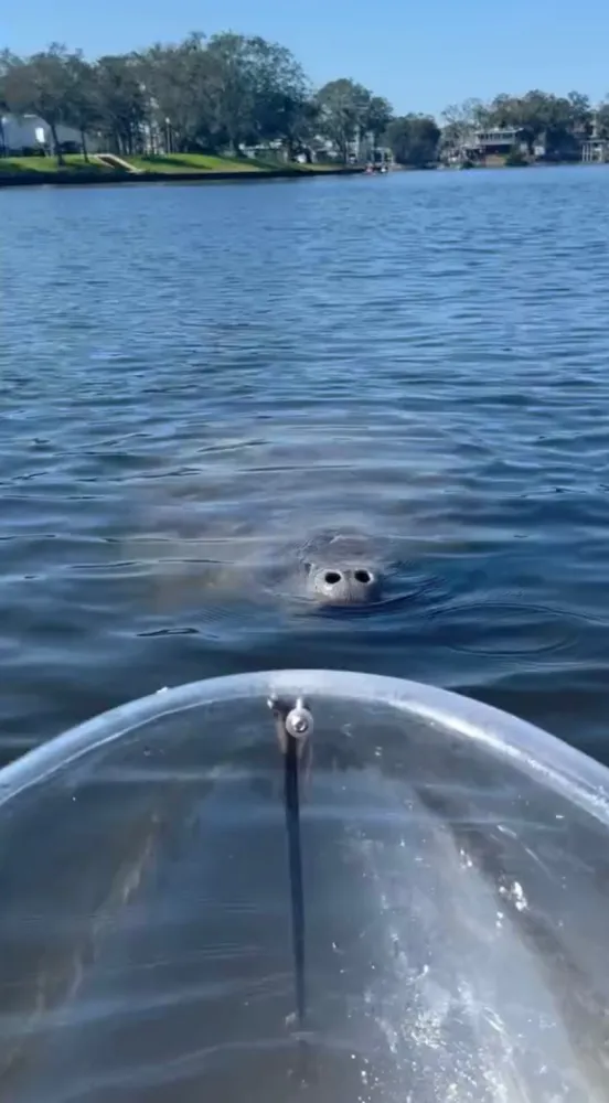 Manatee surfacing near a transparent kayak on a calm lake.