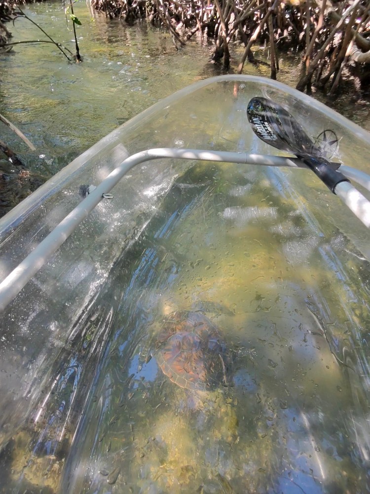 Clear kayak with a paddle in mangroves, revealing a turtle beneath the water.