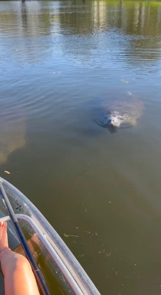 Person in clear kayak near manatee in calm water.