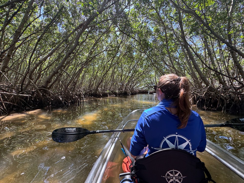 Person kayaking through a mangrove tunnel with sunlight filtering through the trees.