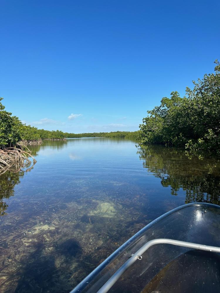 Clear blue sky over a calm waterway surrounded by green mangroves, viewed from a small boat.