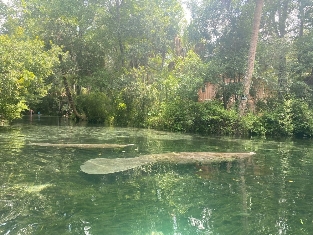 Two manatees underwater in a clear, green river surrounded by lush trees.