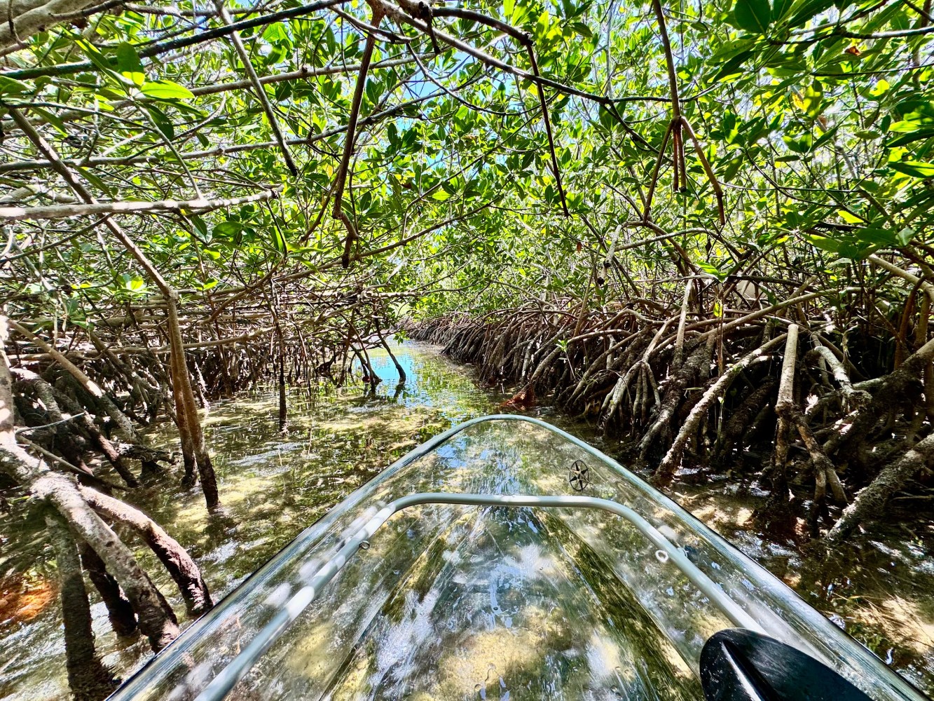 Clear kayak navigating through dense mangrove forest with visible roots.