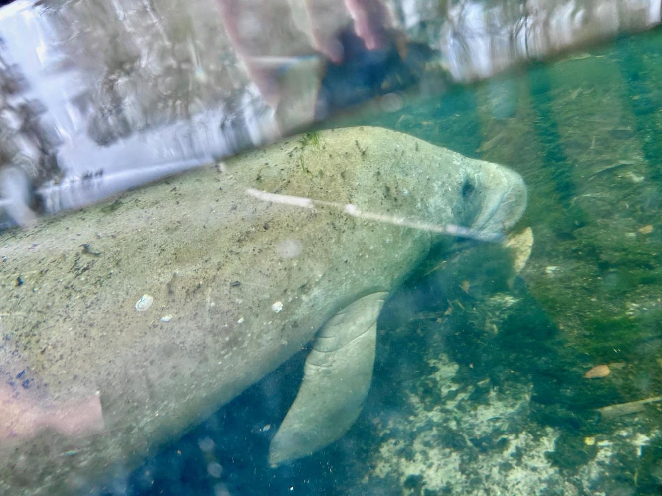Underwater view of a manatee swimming close to the water's surface.