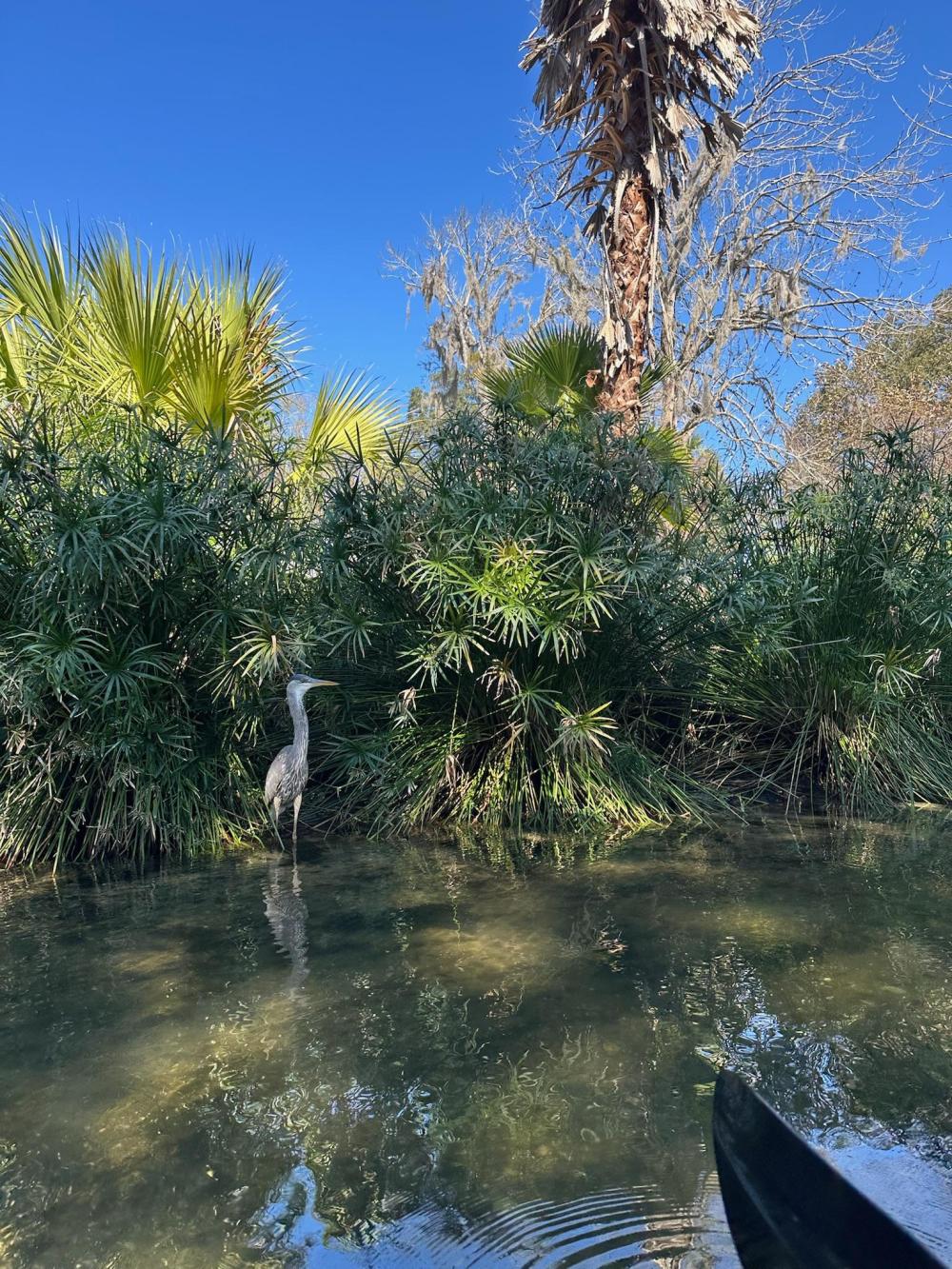 Heron standing near water with greenery and palm trees under a clear blue sky.