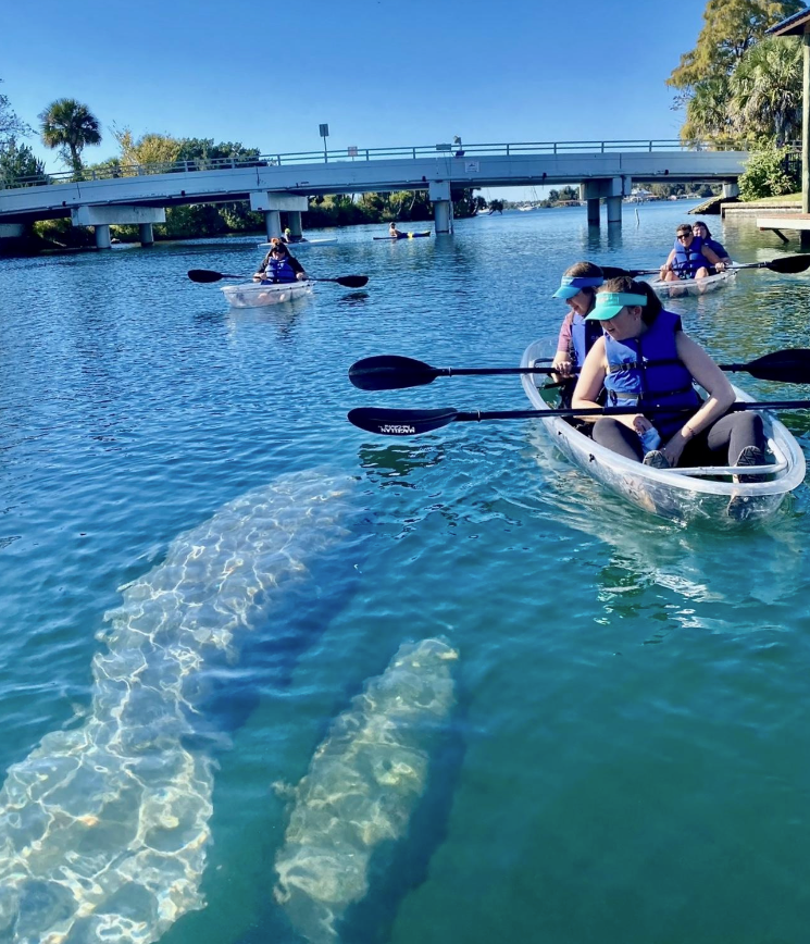 People kayaking on clear water with manatees visible below the surface near a bridge.