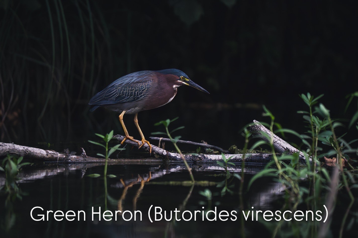 A Green Heron perched on a branch over water with vegetation around.